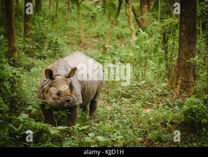Isolierte indischen horned Rhinoceros in Chitwan Nationalpark, Nepal. Stockfoto