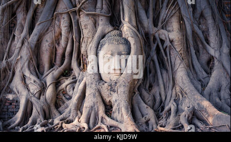 Kopf einer Buddha-Statue in den Wurzeln eines heiligen Feigenbaums, in den Ruinen des Tempels Wat Mahathat in der antiken Stadt Ayutthaya, Thailand. Stockfoto