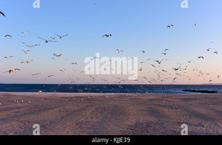 Hungriger Möwen fliegen über den Strand im Winter. Stockfoto