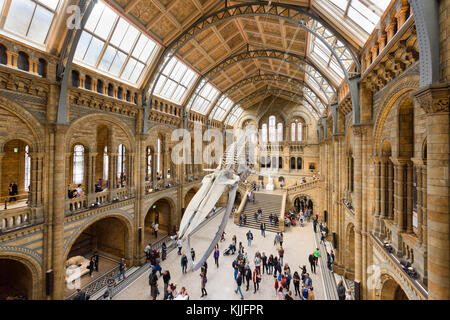 LONDON, ENGLAND - 16. SEPTEMBER 2017: Besucher strömen in die Neu neuerfundene Hintze Halle des Natural History Museum, London, England. Die obere gal Stockfoto