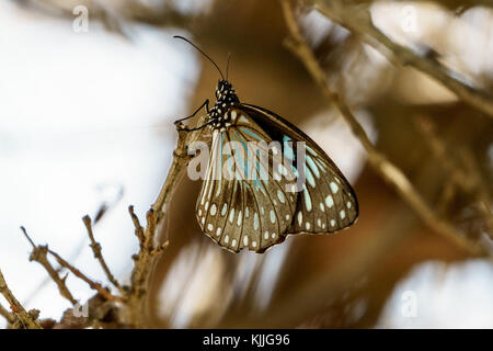 Butterly, Noosa Head, Australien, Reisen, Lifestyle, Papillon, riesige, bunte Stockfoto