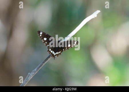 Butterly, Noosa Head, Australien, Reisen, Lifestyle, Papillon, riesige, bunte Stockfoto