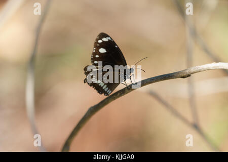 Butterly, Noosa Head, Australien, Reisen, Lifestyle, Papillon, riesige, bunte Stockfoto