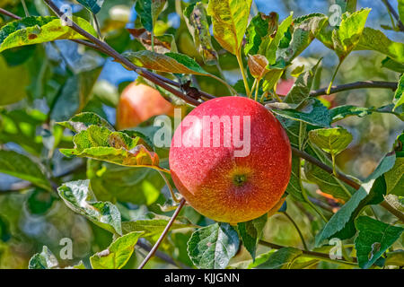 Apfel auf Baum Stockfoto