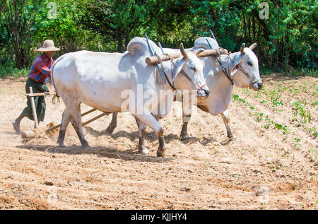 Burmesischen Bauern Pflügen mit Ochsen in Dorf in der Nähe von Bagan Myanmar Stockfoto