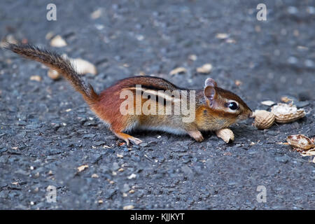 Chipmunk Erdnüsse essen Stockfoto