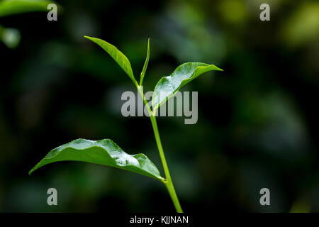 Tea Leaf in frischen Garten. Stockfoto