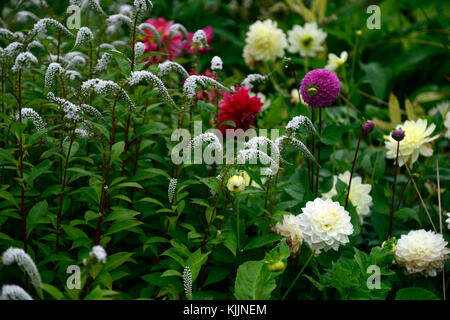 Lysimachia clethroides, Schwanenhals Felberich, Weiß, Rot, Rosa, Violett, Dahlia, Dahlien, Blume, Blumen, Blüte, Mix, Gemischt, mehrjährige, krautige Pflanzen Stockfoto