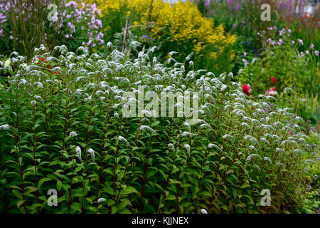 Lysimachia clethroides, Schwanenhals Felberich, weiß, Blume, Blumen, Blüte, Mix, Gemischt, Stauden, Stauden, RM Floral Stockfoto