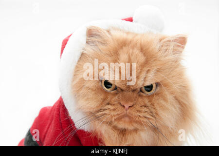 Santa Claus Cat Stockfoto