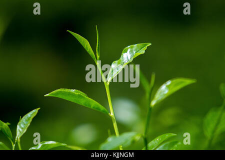 Tea Leaf in frischen Garten. Stockfoto