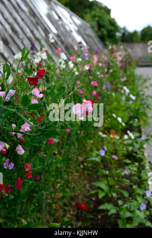 Lathyrus, Zuckererbsen, Sweet Pea, Rankgitter, Zaun, Wachsen, Wachsen, Anlagen unterstützt, Frame, Frames, Sommer, Jahrbücher, Bergsteiger, klettern, duftende Blumen, Stockfoto