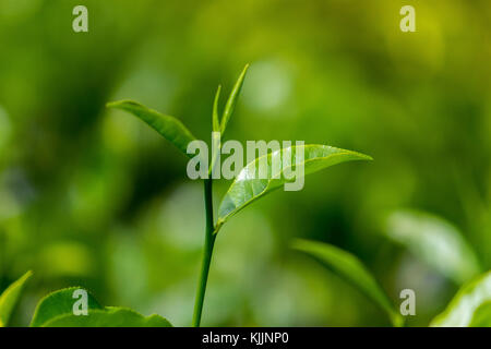 Tea Leaf in frischen Garten. Stockfoto