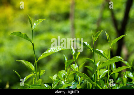 Tea Leaf in frischen Garten. Stockfoto
