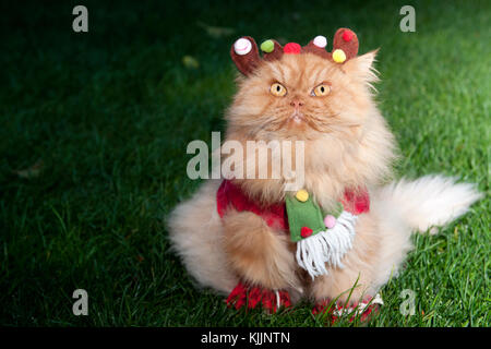 Entzückende, flauschige Ingwerkatze, die zu Weihnachten gekleidet ist, einschließlich Rentiergeweih und einem farbenfrohen Schal, sitzt im Außenlicht auf grünem Gras. Stockfoto