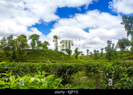 Tea Leaf in frischen Garten. Stockfoto