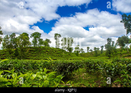 Tea Leaf in frischen Garten. Stockfoto