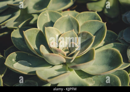 Sempervivum Pflanze closeup Stockfoto