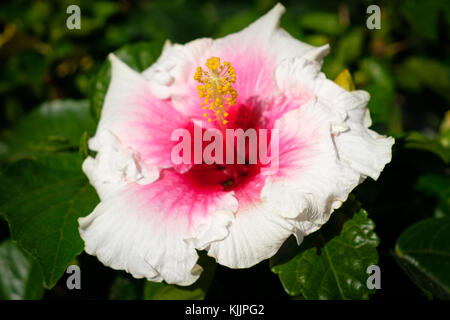 Hibiskus Blume Nahaufnahme-blühenden weißen Hibiskus Stockfoto