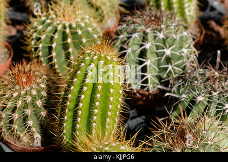 Kaktus - Kakteen in kleinen Töpfen Stockfoto