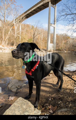 Schwarzer Hund an der Seite eines Flusses, mit einer Brücke hinter Stockfoto