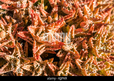 Rote Kakteen, sukkulente Pflanze closeup Makro Stockfoto