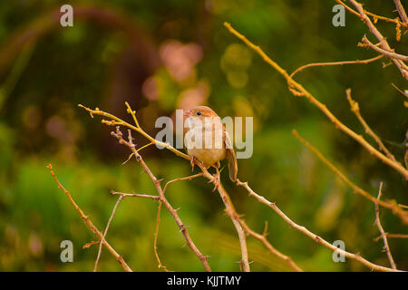 House sparrow, Passer domesticus auf einem Zweig, Pune, Maharashtra sitzen. Stockfoto