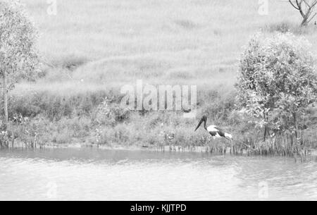 Jabiru (ephippiorhynchus asiaticus) an den Ufern des Ross River, Townsville, Queensland, Australien Stockfoto