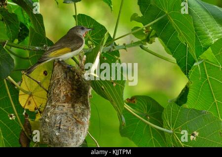 Rufous-throated honeyeater (conopophila rufogularis) in sein Nest auf einem Baum überragt die Ross River, Townsville, Queensland, Australien Stockfoto