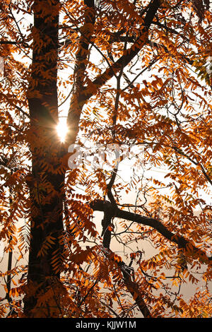 Sun spähen durch Herbstlaub Baum Stockfoto
