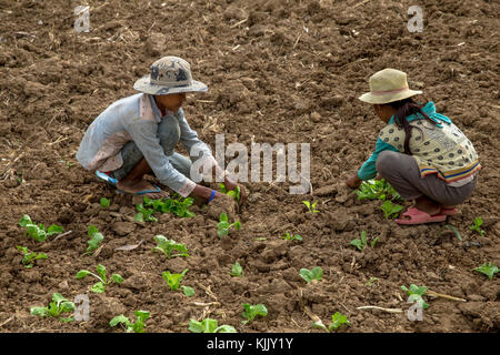 Kinder arbeiten in einer Farm. Battambang. Kambodscha. Stockfoto