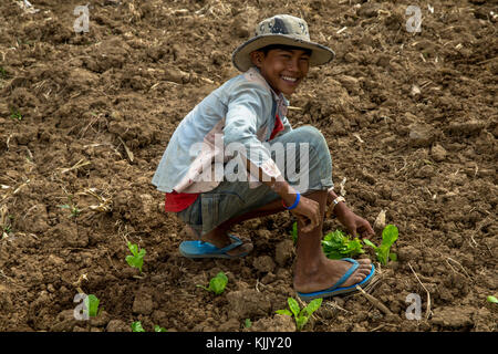 Junge arbeitet in einer Farm. Battambang. Kambodscha. Stockfoto