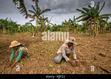 Kinder arbeiten in einer Farm. Battambang. Kambodscha. Stockfoto