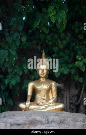 Buddha Statue im Wat Phan Tao, Chiang Mai. Thailand. Stockfoto