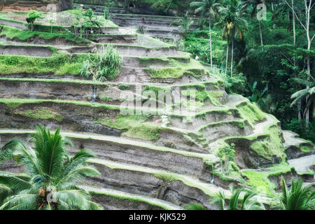 Reis-Terrassen in Tegallalang. Die langstieligen Padi Bali (indigene Bali Reis) wird hier auf steilen Terrassen, Bali, Indonesien angebaut. Stockfoto