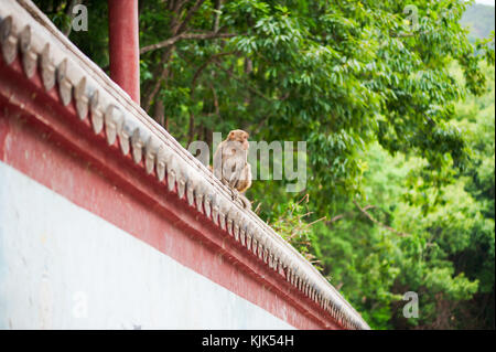 Rhesus macaque an einer Wand mit einem Wald im Hintergrund in Chin Stockfoto