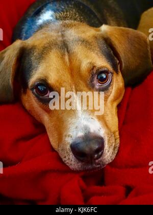 Nahaufnahme Porträtgesicht, von traurigen Augen, Beagle Mix Hund liegt auf einer hellroten Decke, schaut in die Kamera. Stockfoto