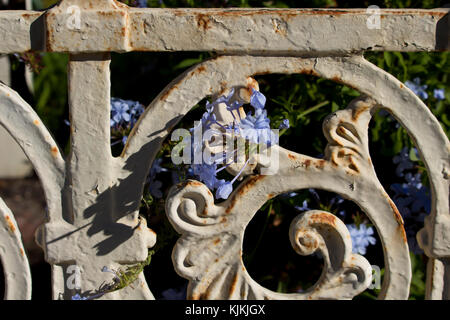 Blau plumbago auriculata Capensis, Familie Plumbaginaceae Strauch in schönen Herbst Blüte gegen einen verzierten alten verrosteten weiß lackiertem Metall Zaun. Stockfoto