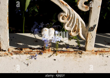 Blau plumbago auriculata Capensis, Familie Plumbaginaceae Strauch in schönen Herbst Blüte gegen einen verzierten alten verrosteten weiß lackiertem Metall Zaun. Stockfoto