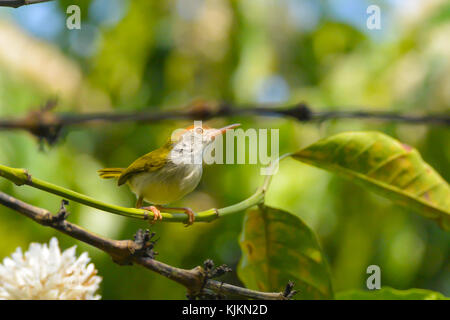 Eine gemeinsame tailorbird Sitzen auf einem Zweig auf der Suche nach etwas Nahrung; Bild in Thailand aufgenommen. Stockfoto