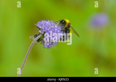 Eine Honigbiene saugen den Nektar aus einer lila Blüte; Bild in Norwegen übernommen. Stockfoto
