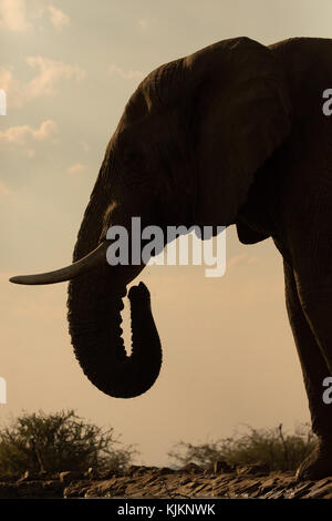 Madikwe Game Reserve. Afrikanischer Elefant (Loxodonta africana). Südafrika. Stockfoto