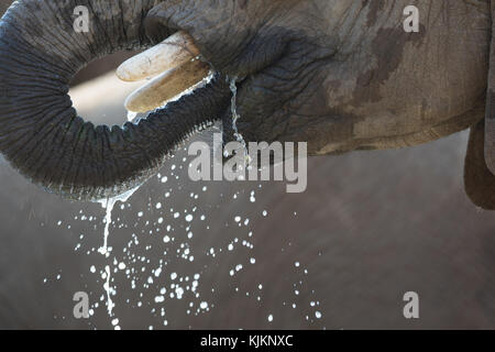 Madikwe Game Reserve. Afrikanischer Elefant (Loxodonta africana) trinken. Südafrika. Stockfoto