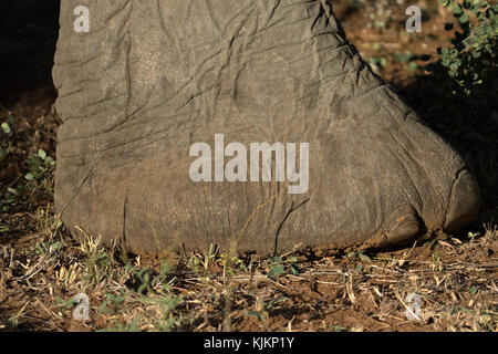 Krüger National Park. Afrikanischer Elefant (Loxodonta africana). In der Nähe des Fußes. Südafrika. Stockfoto