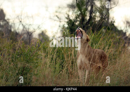 Krüger National Park. Gähnen Löwin (Panthera leo). Südafrika. Stockfoto