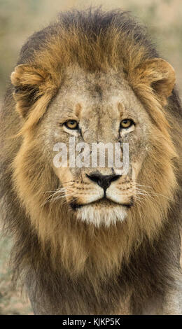 Madikwe Game Reserve. Afrikanischer Löwe (Panthera leo). Südafrika. Stockfoto