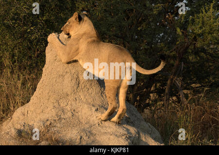 Madikwe Game Reserve. Löwin (Panthera leo) in der Savanne. Südafrika. Stockfoto