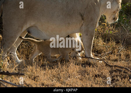 Serengeti National Park. Löwin und Cub (Panthera leo). Tansania. Stockfoto
