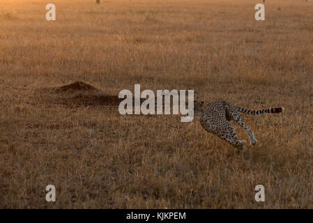 Serengeti National Park. Gepard (Acinonyx jubatus) mit voller Drehzahl läuft, Tansania. Stockfoto