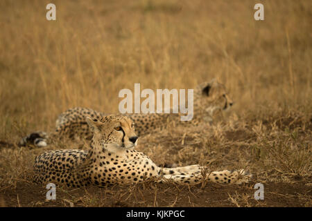 Serengeti National Park. Geparden (Acinonyx jubatus) in der Savanne. Tansania. Stockfoto